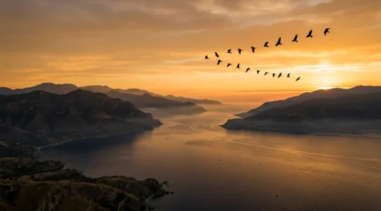 Stormo di rapaci in volo sopra lo Stretto di Messina all'alba con vista sui Monti Peloritani