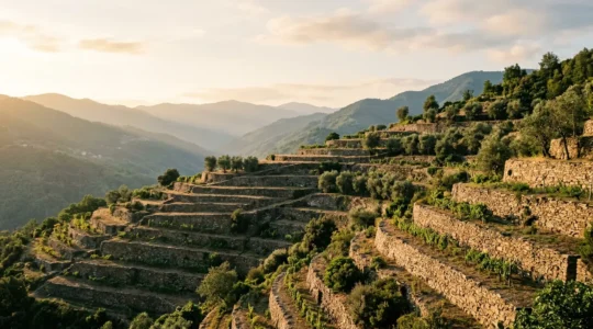 Vista panoramica di terrazzamenti agricoli italiani con muri a secco che disegnano il pendio collinare