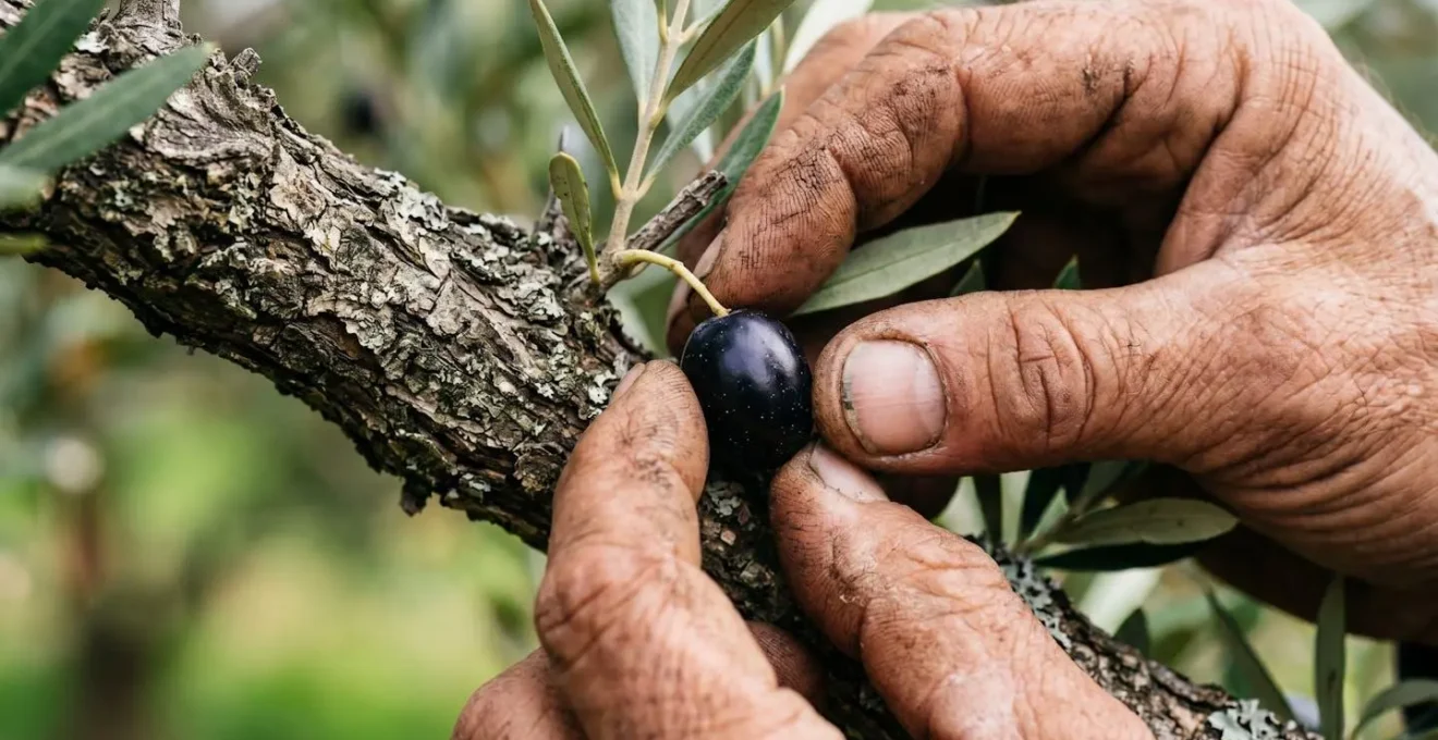Dettaglio ravvicinato di mani che raccolgono delicatamente olive da un ramo