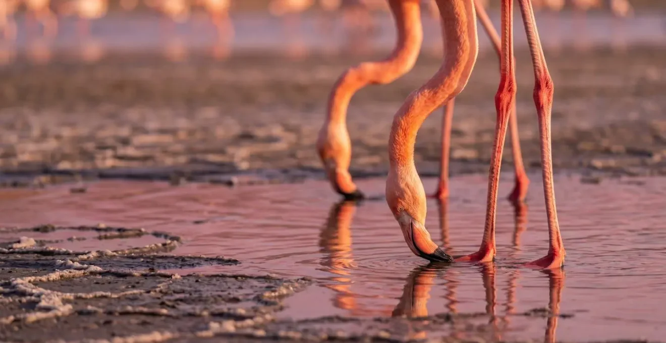 Colonia di fenicotteri rosa nelle saline al tramonto con riflessi dorati sull'acqua