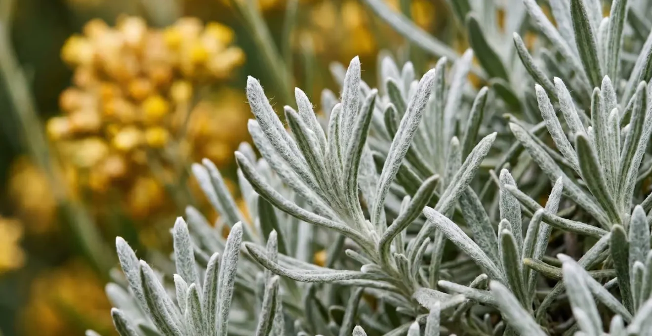 Dettaglio ravvicinato delle foglie argentate dell'elicriso italiano con i suoi caratteristici fiori gialli
